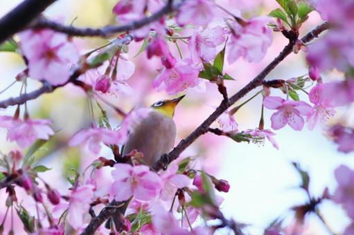 満開の河津桜とメジロの写真