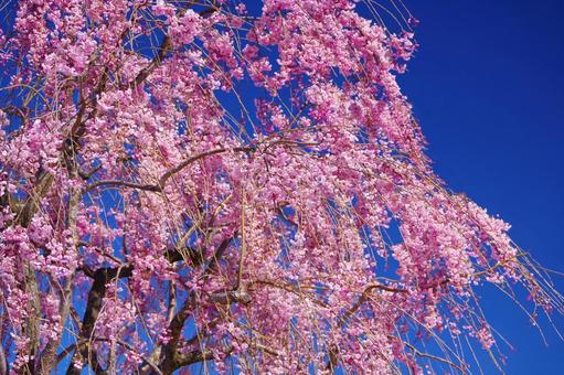 晴天のしだれ桜 晴天のしだれ桜の写真