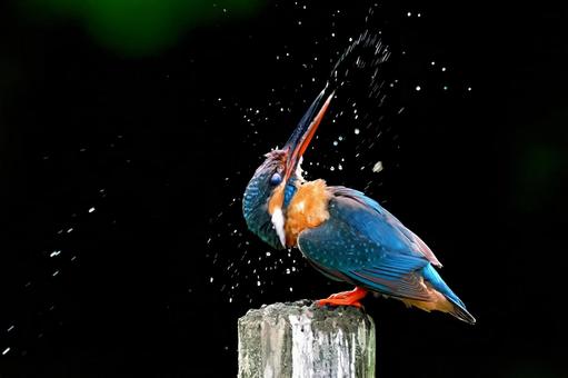 水を切るカワセミ２ カワセミ,水切り,ブルブルの写真素材