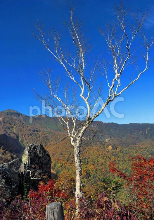 北の大地に日本で最も早い秋が始まった 北海道,稚内,紅葉の写真素材
