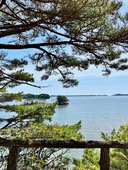 松島の木と海 松島の木と海 松島,海,青空の写真素材