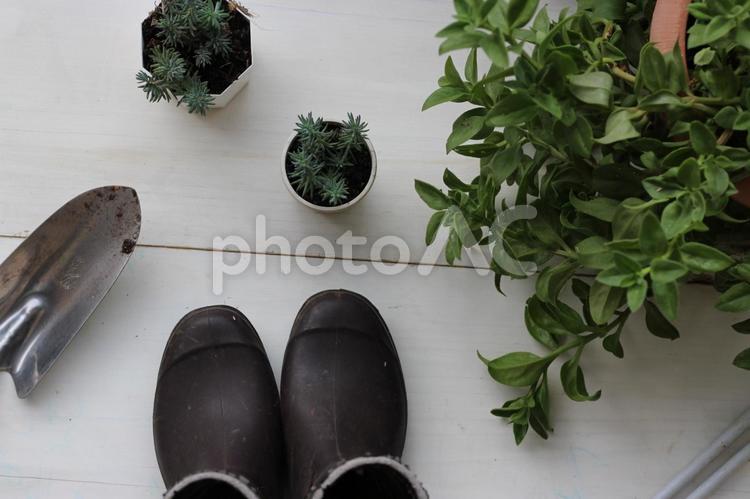 白板にショベルと長靴と観葉植物A 多肉植物,園芸,ガーデニングの写真素材