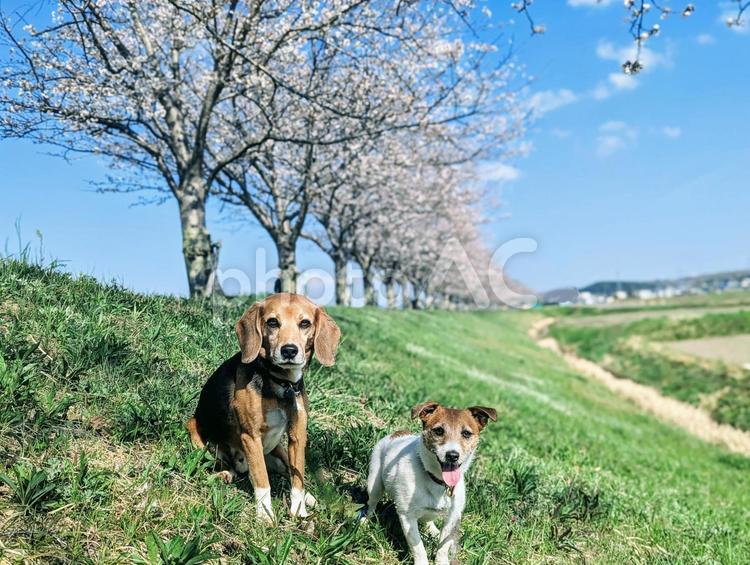 ここの桜並木穴場！ ジャックラッセルテリア,ビーグル,小型犬の写真素材