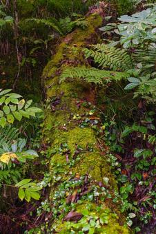 苔むした倒木 倒木,苔,ミズゴケの写真素材