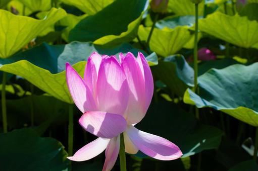 蓮の花のある風景 蓮,ハス,花の写真素材