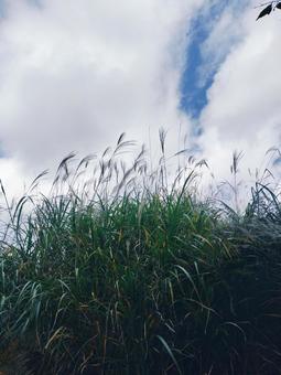 秋の曽爾高原 曽爾高原,ススキ,ライトアップの写真素材