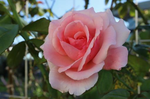 バラ園に咲くピンクの薔薇を撮影した バラ園に咲くピンクの薔薇を撮影したの写真