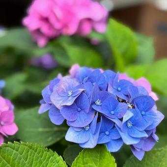 Hydrangea, JPG