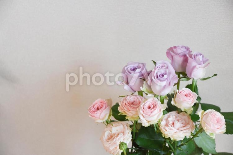 紫とピンクのばら ピンク,フラワー,薔薇の写真素材