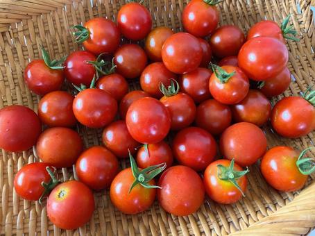 Freshly picked cherry tomatoes, JPG