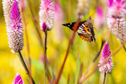 アカタテハ(45) アカタテハ(45)の写真
