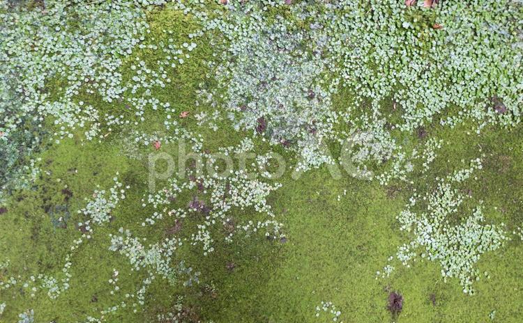テクスチャ　苔の生えた石の床 テクスチャ,苔,石の写真素材
