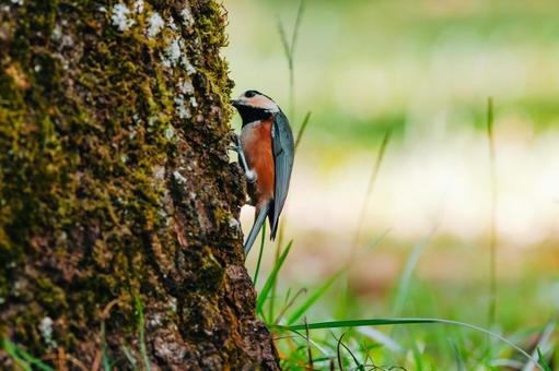 この辺をつついてみよう ヤマガラ,野鳥,小鳥の写真素材