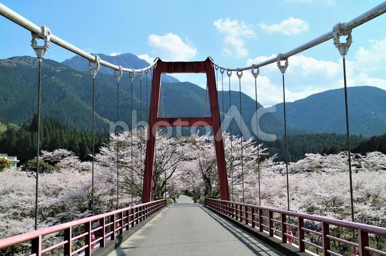 桜並木 桜,ソメイヨシノ,山桜の写真素材