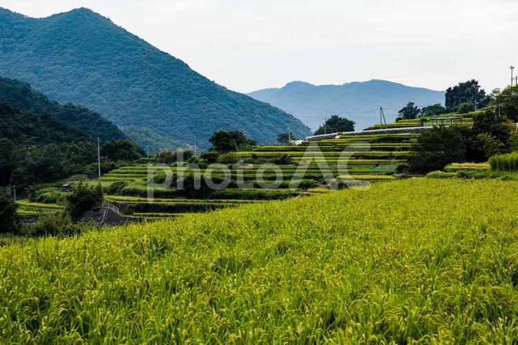 棚田のある風景 棚田,段々畑,小豆島の写真素材