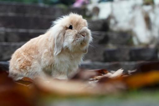 ペットのうさぎ うさぎ,ペット,干支の写真素材