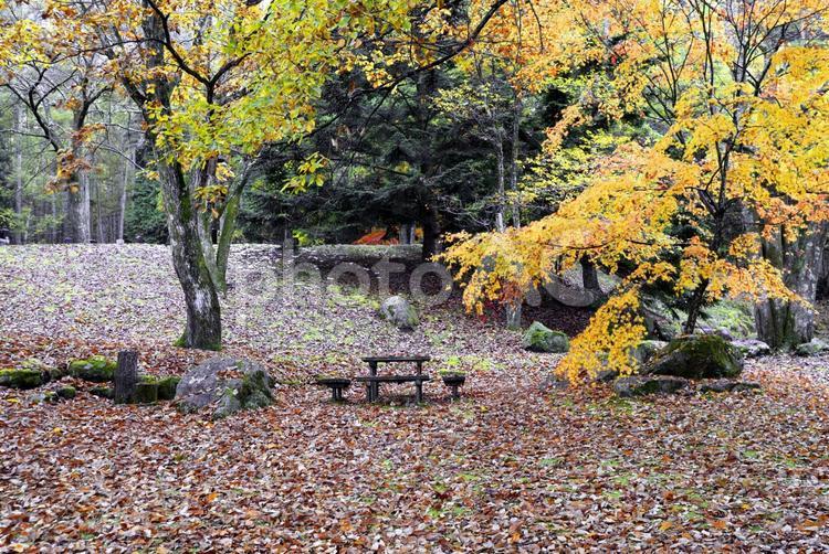秋の公園　落ち葉 秋,公園,庭園の写真素材