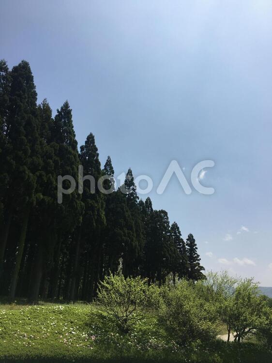 Tree and sky02 緑,美しい,青空の写真素材