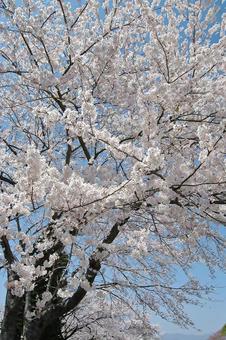 <春のイメージ>桜 <春のイメージ>桜の写真