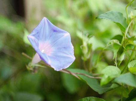 ヒルガオの写真