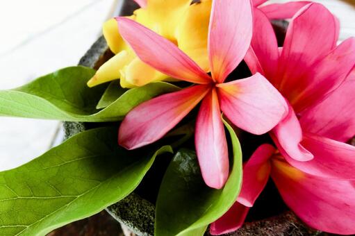 ストーンボウルに浮かぶトロピカルフラワー 花,南国,トロピカルの写真素材