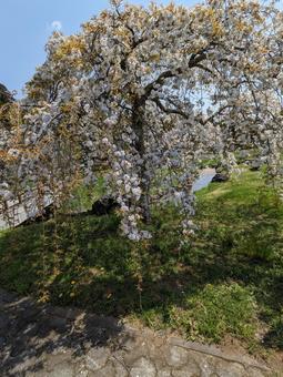 桜 花 桜 花の写真