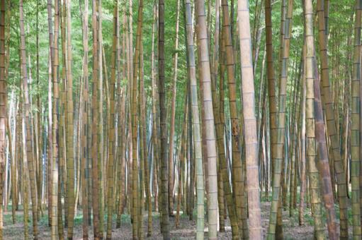 竹林 竹林 竹,春,竹林の写真素材