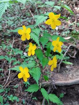 ヤマブキ⑦の写真