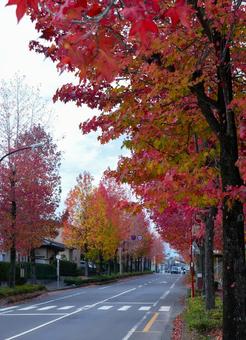 住宅地の紅葉 住宅地の紅葉 住宅地,ニュータウン,紅葉の写真素材