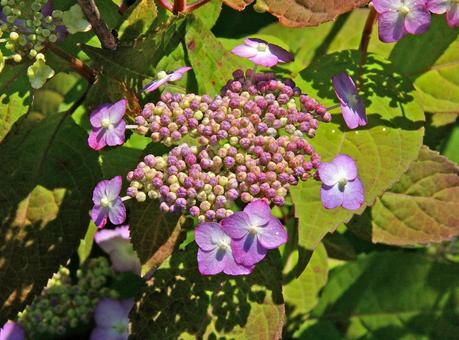 アマチャ アマチャ,甘茶,hydrangeaの写真素材