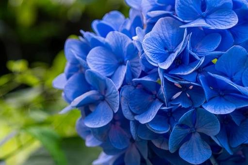 鮮やかなブルーの紫陽花 鮮やかなブルーの紫陽花 紫陽花,アジサイ,あじさいの写真素材