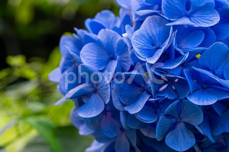 鮮やかなブルーの紫陽花 紫陽花,アジサイ,あじさいの写真素材