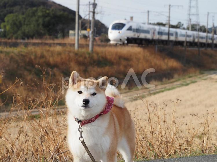 ゆずと白い特急列車 柴犬,犬,日本犬の写真素材