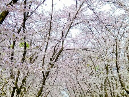 桜7 桜7の写真