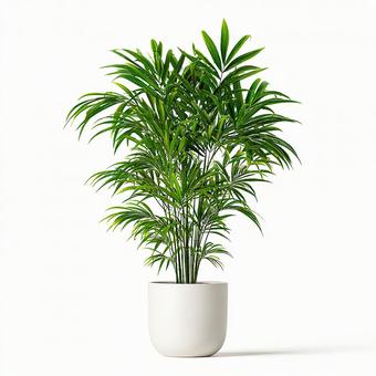 白い鉢の観葉植物 白い鉢の観葉植物の写真