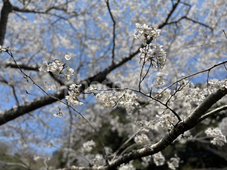 春の青空に咲き誇る桜の枝と花のアップ写真 桜,さくら,春の写真素材