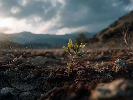 荒れた土壌に根を張る小さな新芽 荒れた土壌に根を張る小さな新芽の写真