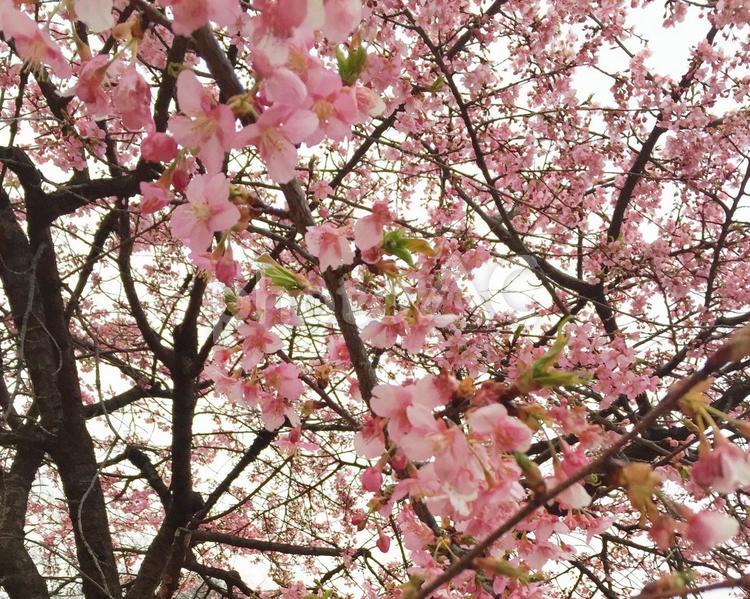 サクラの木 サクラ,花見,葉桜の写真素材