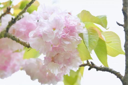 薄紅色の八重桜　松月 松月,桜,八重桜の写真素材