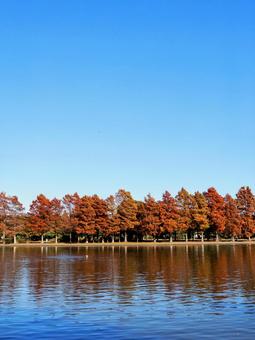 水元公園の紅葉・煉瓦色の木立＆池・葛飾区 秋,水元公園,紅葉の写真素材