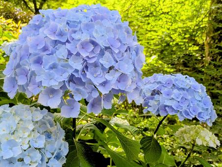 色合いが美しい紫陽花 色合いが美しい紫陽花 あじさい,紫陽花,瑞々しいの写真素材