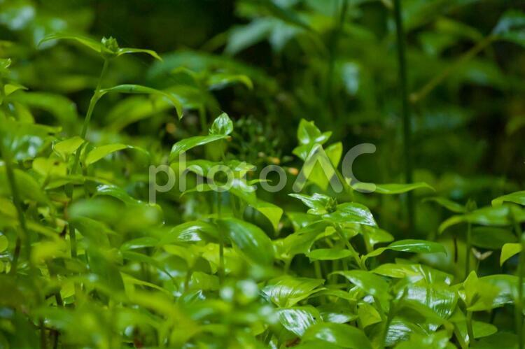 柔らかな新緑の野草 緑,自然,草の写真素材