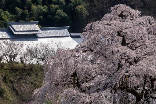 三春町の滝桜 三春町の滝桜 滝桜,満開,爛漫の写真素材