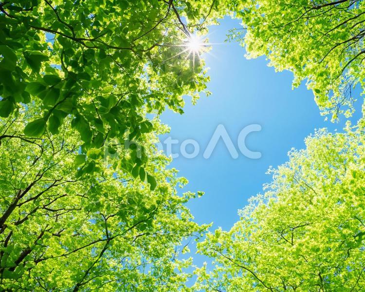 新緑の季節　鮮やかな緑と青い空 空,新緑,春の写真素材