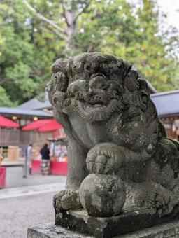 狛犬 狛犬,神社,風景の写真素材