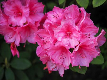 シャクナゲのある風景 シャクナゲのある風景 シャクナゲ,花,植物の写真素材