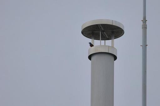 鳥 鳥 鳥,イソヒヨドリ,排気口の写真素材