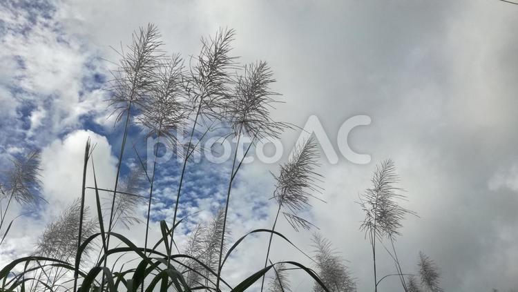 さとうきびの花 サトウキビ,青空,キビの花の写真素材