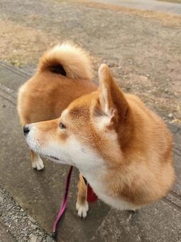振り向く柴犬! 振り向く柴犬!の写真