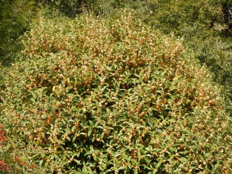 【花の写真】キンモクセイ（金木犀） キンモクセイ,金木犀,植物の写真素材